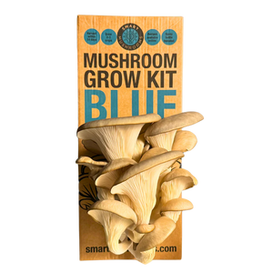 Mushroom Grow Kit - Blue Oyster