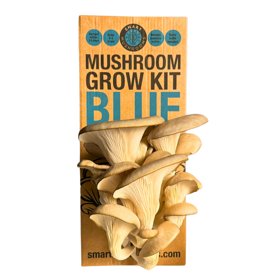 Mushroom Grow Kit - Blue Oyster