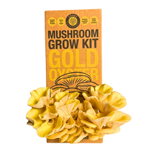 Mushroom Grow Kit - Gold Oyster