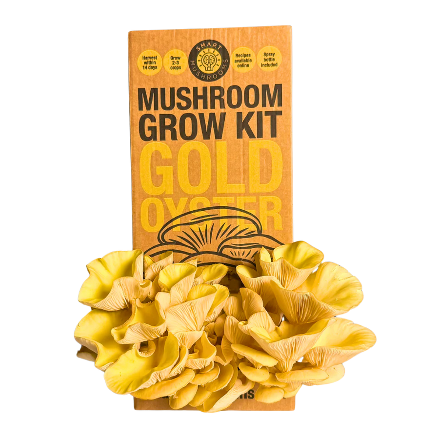 Mushroom Grow Kit - Gold Oyster