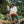 Kavu 'Rockhaven' - Chalk