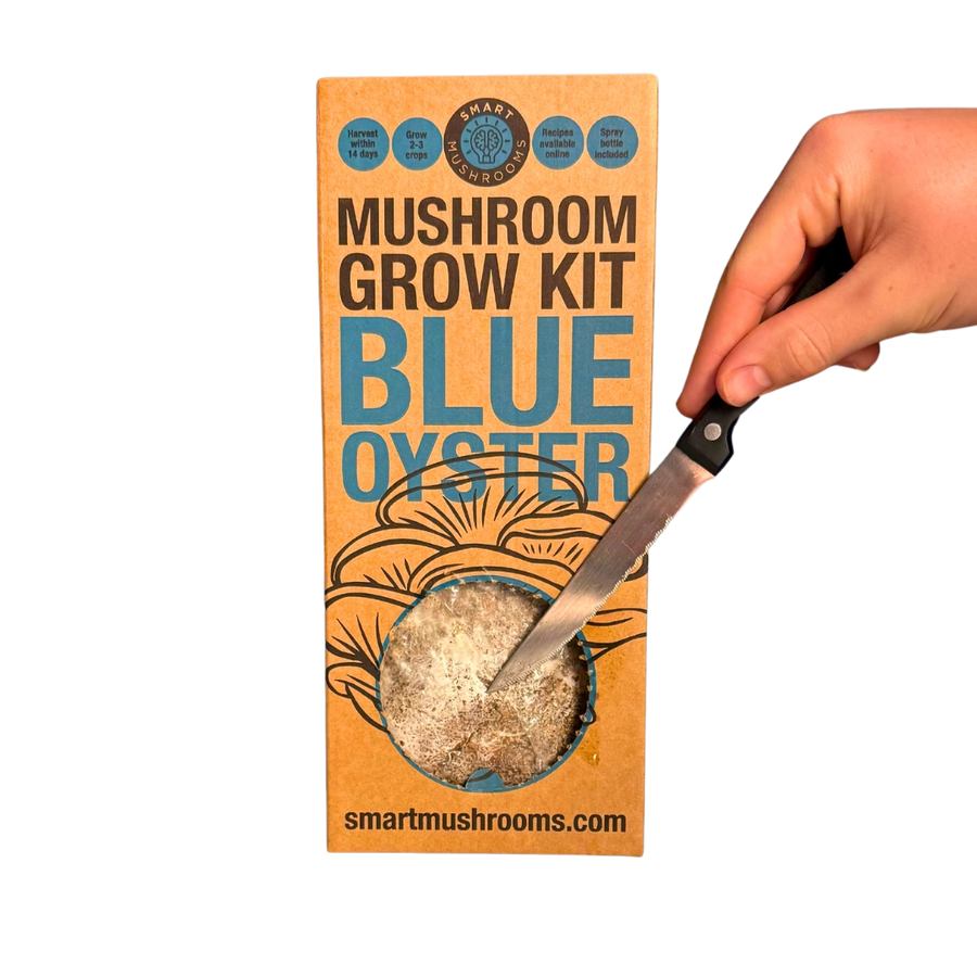 Mushroom Grow Kit - Gold Oyster