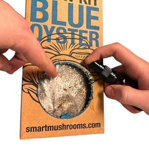 Mushroom Grow Kit - Gold Oyster