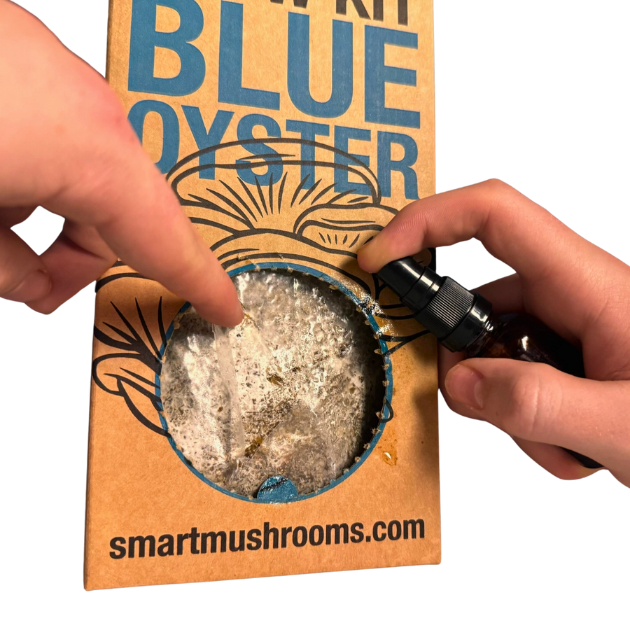 Mushroom Grow Kit - Gold Oyster