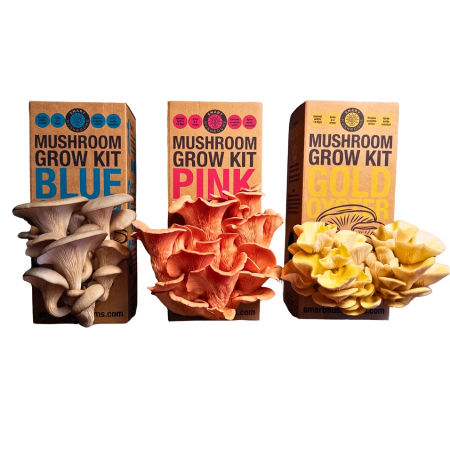 Mushroom Grow Kit - Gold Oyster