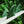 FCS II 'CARVER' Neo Glass ECO Surfboard Tri Fins - SAGE - Medium