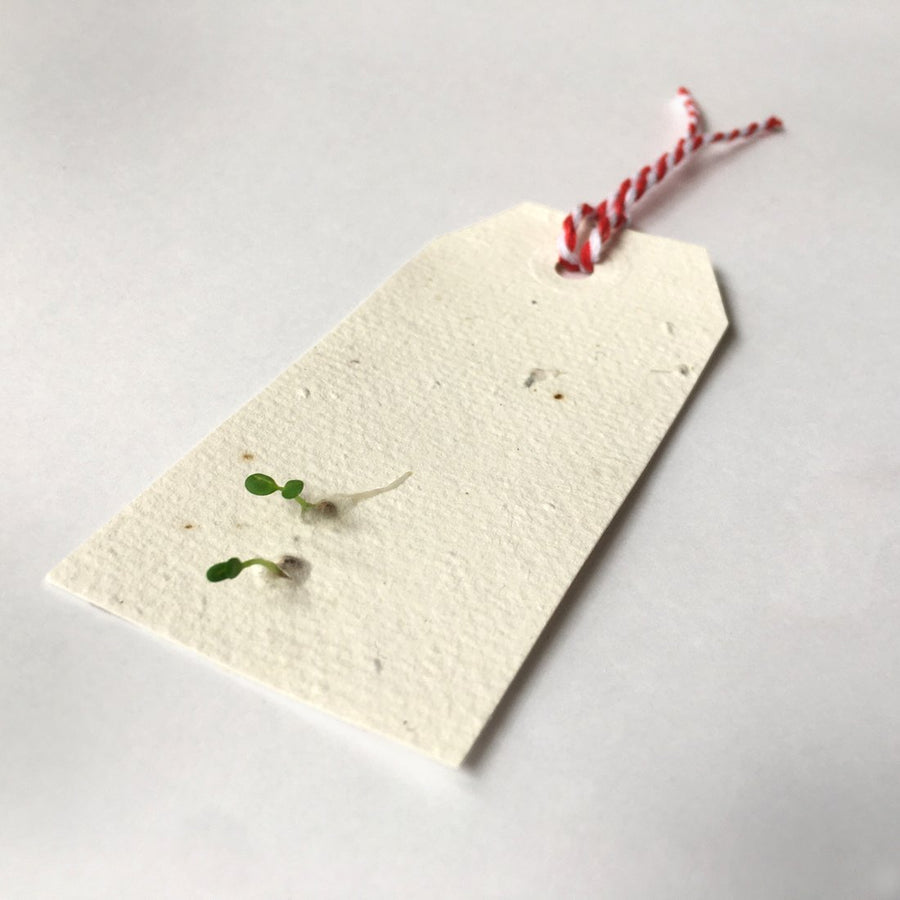 Ruby & Bo 'Winter Forest' Recycled Gift Wrap & Plantable Tag Set